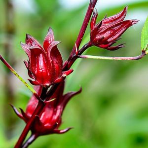 hibiscus benafit